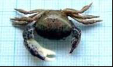 Eriphia sebana